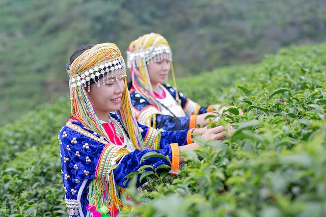 agriculture-hilltribe-women-1